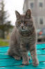 A cat.