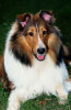 A dog.